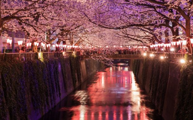 Một buổi tối ngắm hoa anh đào! Một chuyến đi bộ tham quan Tokyo